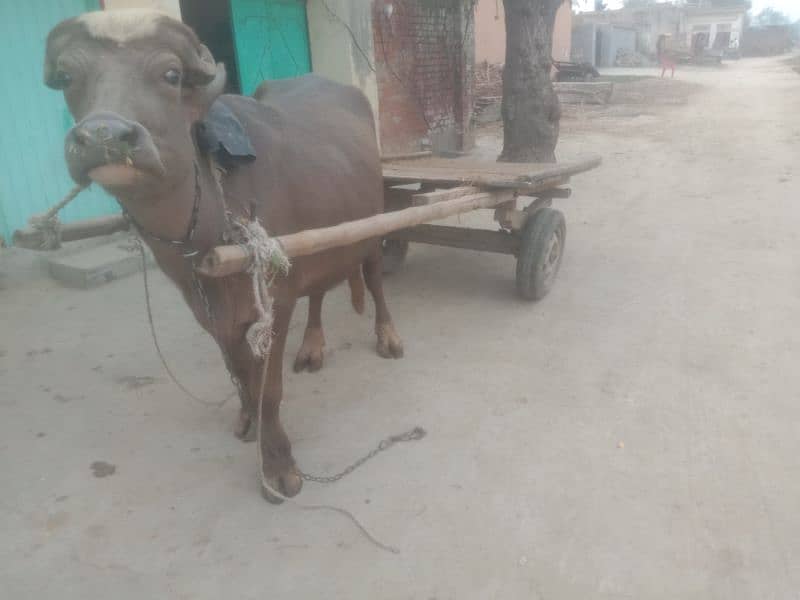 (Bhura katta) bull for sale 5