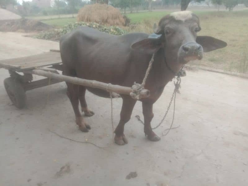 (Bhura katta) bull for sale 6