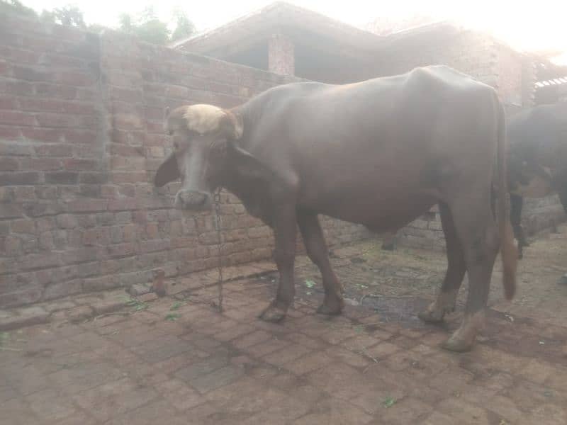 (Bhura katta) bull for sale 7