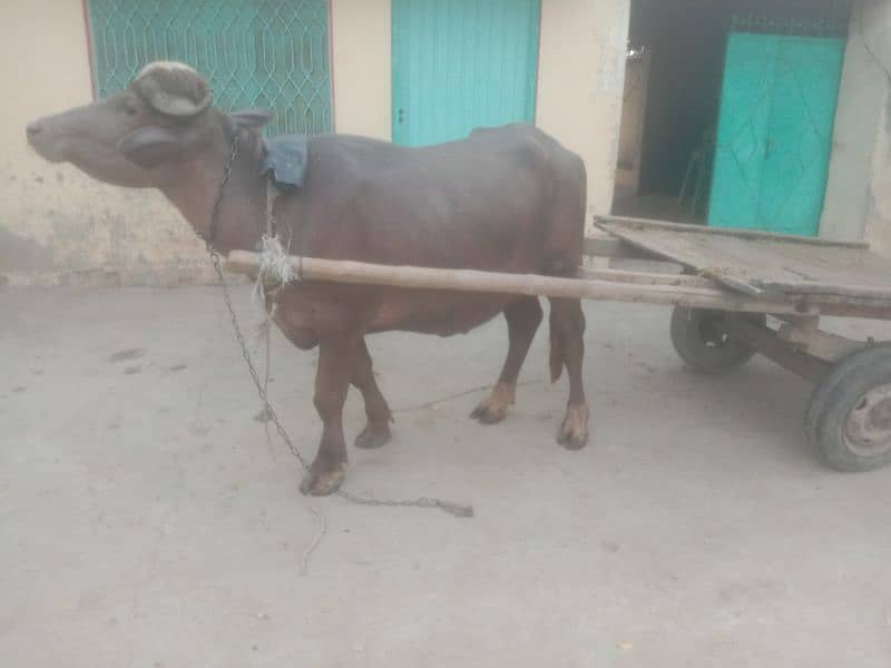 (Bhura katta) bull for sale 8