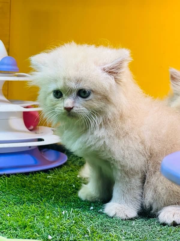 pure / persian / Cat / Kitten / Tripple / Persian / Double 7