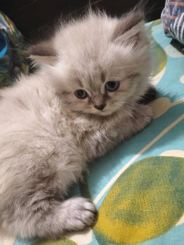 pure / persian / Cat / Kitten / Tripple / Persian / Double 14