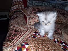 beautiful Persian triple coated pair of kitten, healthy litter train