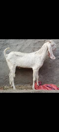 for sale rajan pur  breed