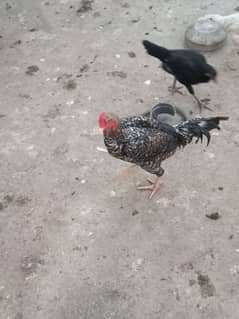 home breed male rooster