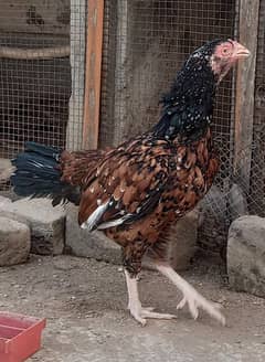 lasani chikens for sale