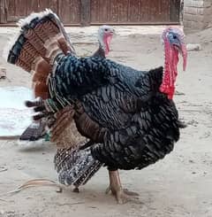 turkey hen pairoo 0