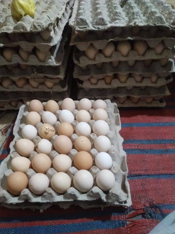 Pure Desi Eggs Available for Hole Sale Rate 0