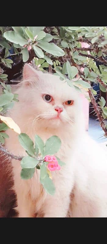 Persian triple coat odd male cat for sale urgent 3