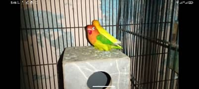 colorful lovebirds with colorful breeding box 0324_4474405 0