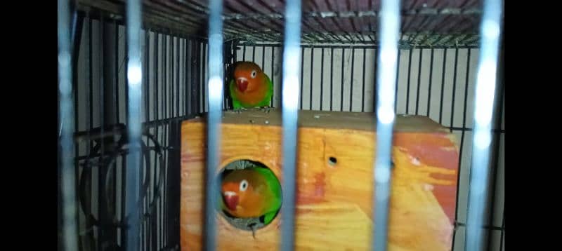 colorful lovebirds with colorful breeding box 0324_4474405 4