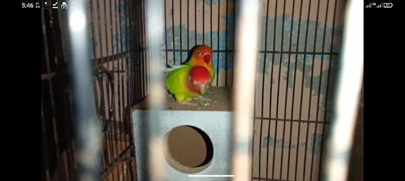 colorful lovebirds with colorful breeding box 0324_4474405 5