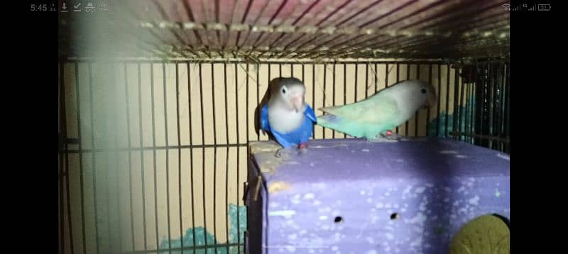 colorful lovebirds with colorful breeding box 0324_4474405 6