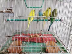 budgie 0