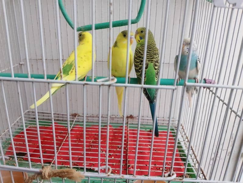 budgie 1