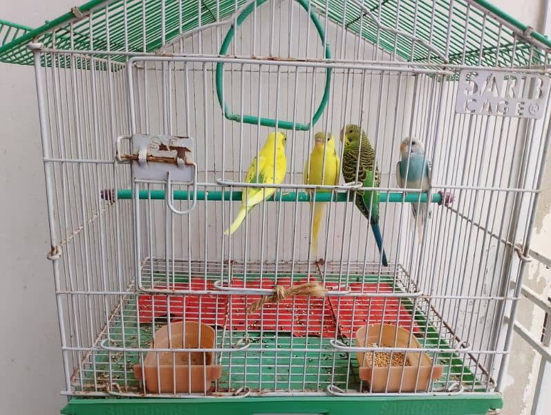 budgie 6