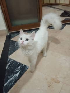 Persian mail kittens triple coated 3 months old male