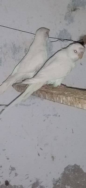 Astralian red eyes  Parrots for sale Healthy and active Breeder pair 1