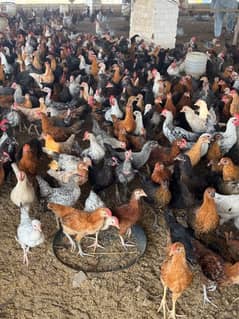 Golden misri / Hens / Chicks / Murgiya / Desi Hens / For sale