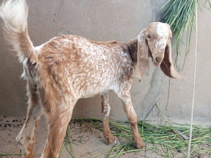 Pure makhachini bakri with male kid 1