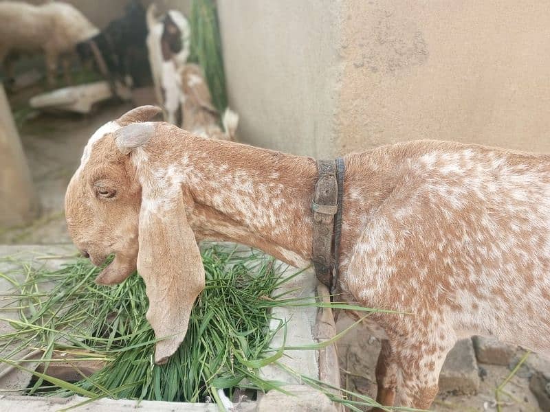 Pure makhachini bakri with male kid 2