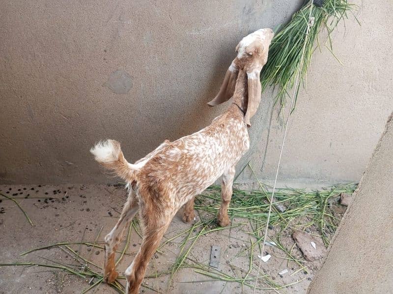 Pure makhachini bakri with male kid 3