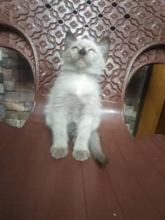 Himalayan persian kitten 8k  ph no 0306 61 999 55