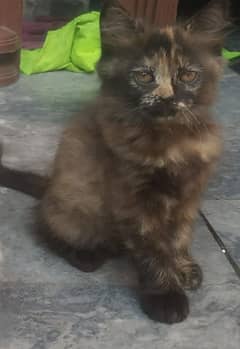 persian kitten 8k  ph no 0306 61 999 55