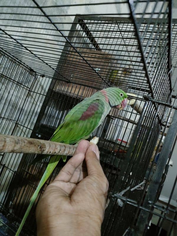 Raw male For sale( Ye hand tame nai hai) 5