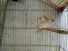 zebra finch pair