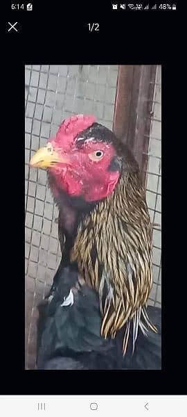 lohmann eggs ,fertile eggs,fresh eggs,,Aseel murgaa ,male for sale 1