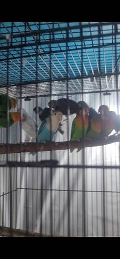 love birds multiple