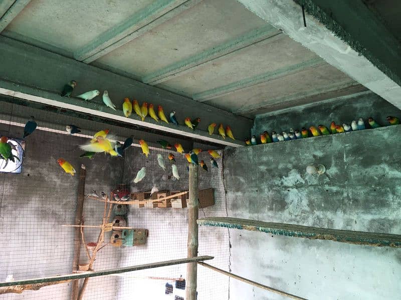 lovebirds breeder pair for sale  contact only whatsapp #03078753749 0