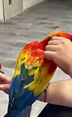 red macaw parrot for sale age 4 month