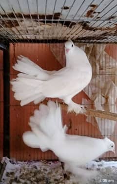 laka lakka breeder pigeon kabutar fancy pair sale