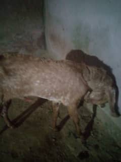 goat pair for sale 0