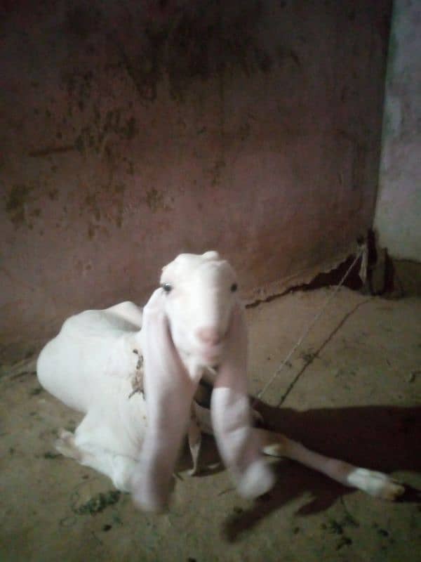 goat pair for sale 1