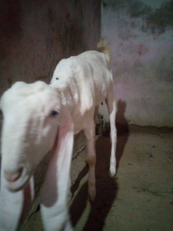 goat pair for sale 3