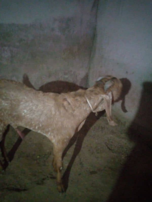 goat pair for sale 4