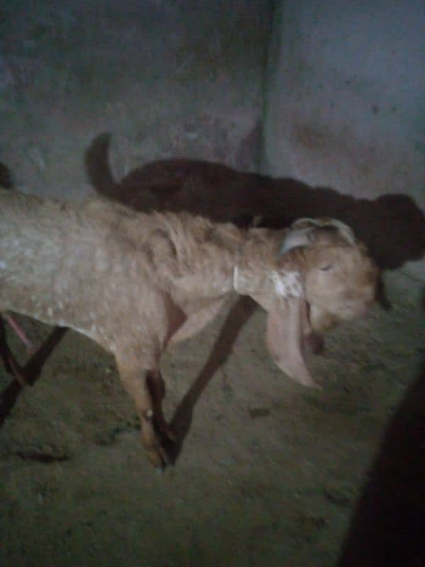 goat pair for sale 5