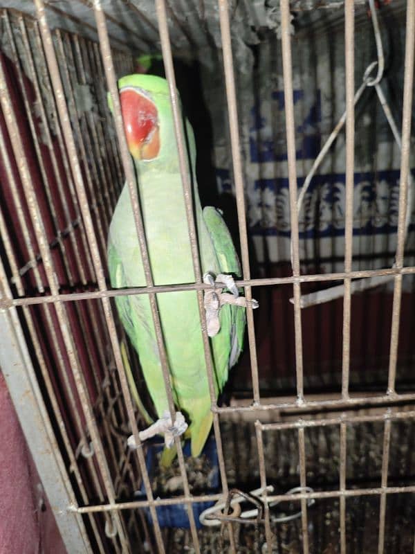 raw breeding pair with cage 1