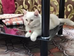 Female persian double coated available for sale