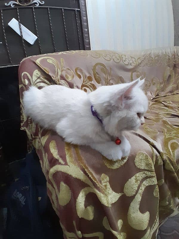 Female persian double coated available for sale 2