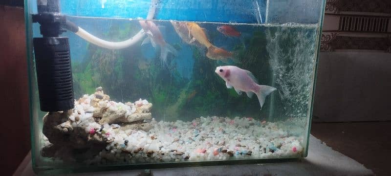 Aquarium with Fish 2