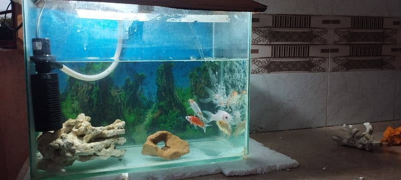 Aquarium with Fish 3