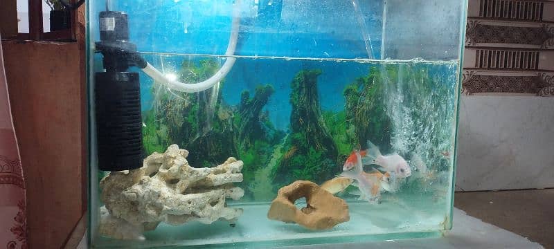 Aquarium with Fish 5