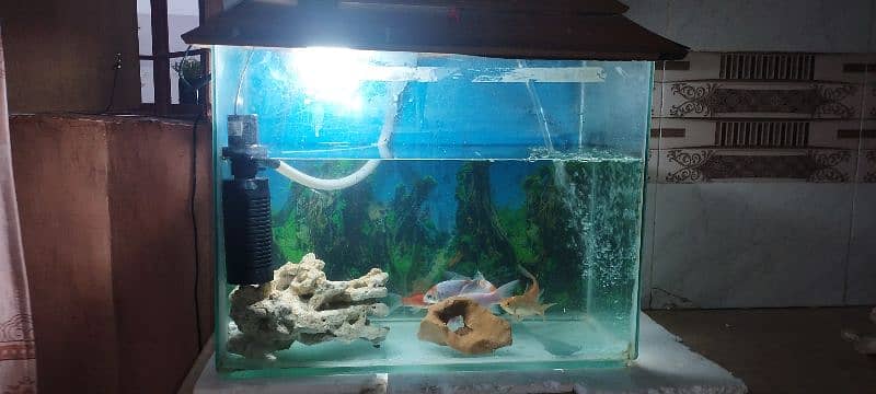 Aquarium with Fish 6