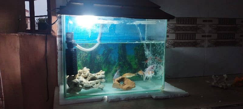 Aquarium with Fish 8