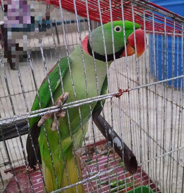 parrot for sale 0.3. 1.8. 2.7. 4.8.8. 8. 1 1