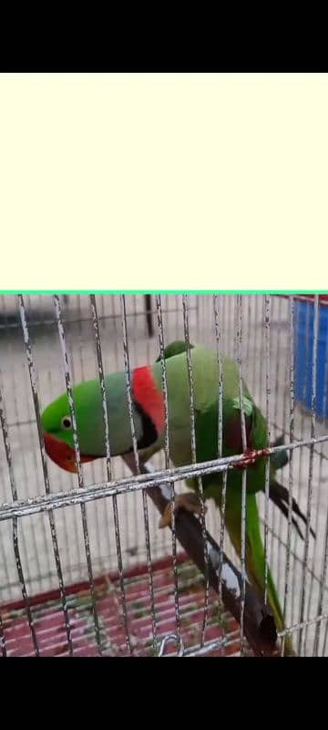 parrot for sale 0.3. 1.8. 2.7. 4.8.8. 8. 1 2